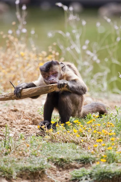 Black-capped Capuchin — Stock Photo, Image