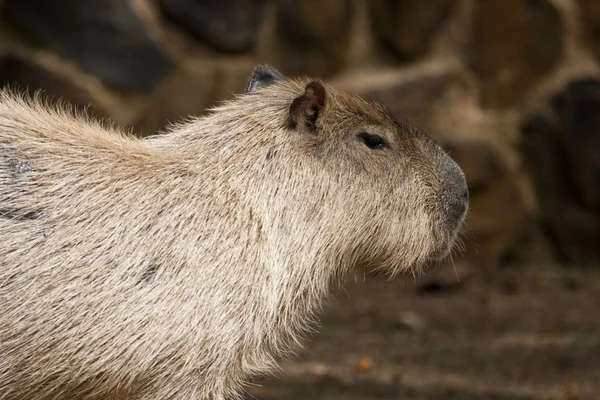 Kapibara gryzoni — Zdjęcie stockowe