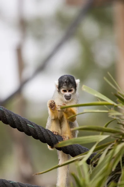 Squirrel Monkey — ストック写真