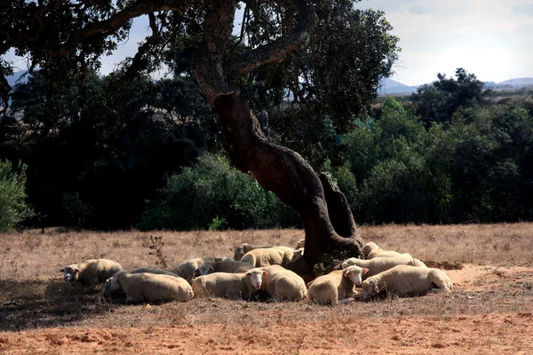 stock image Sleeping under a tree