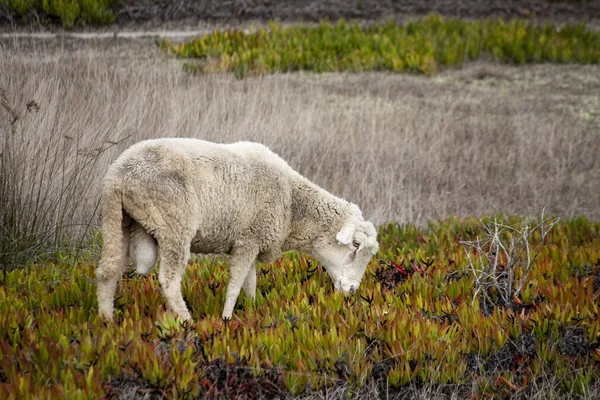 Sheep on the wild — Stock Photo, Image