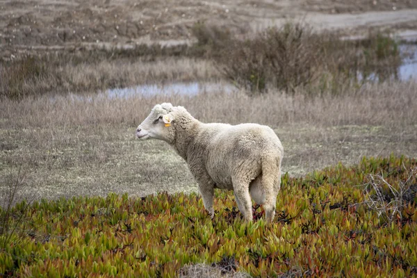 野生の羊は — ストック写真