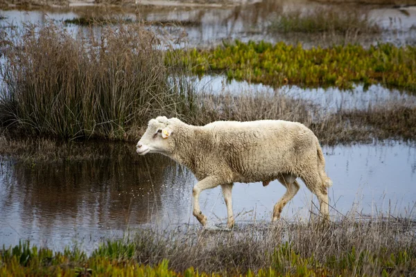 Вівця під керуванням — стокове фото