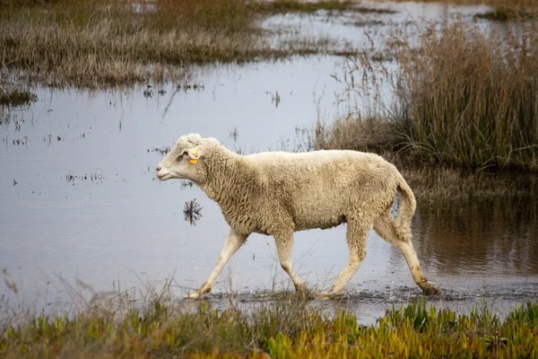 Πρόβατα σε λειτουργία — Φωτογραφία Αρχείου