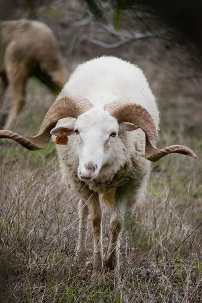 Ram on the wild — Stock Photo, Image