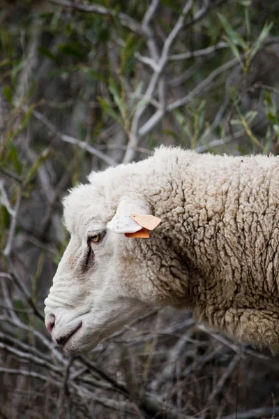 Ovelhas em estado selvagem — Fotografia de Stock