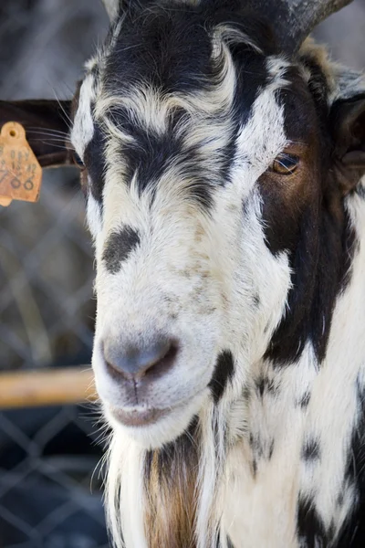 Głowa kozy — Zdjęcie stockowe