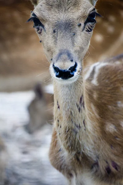 Cabeza de ciervo —  Fotos de Stock