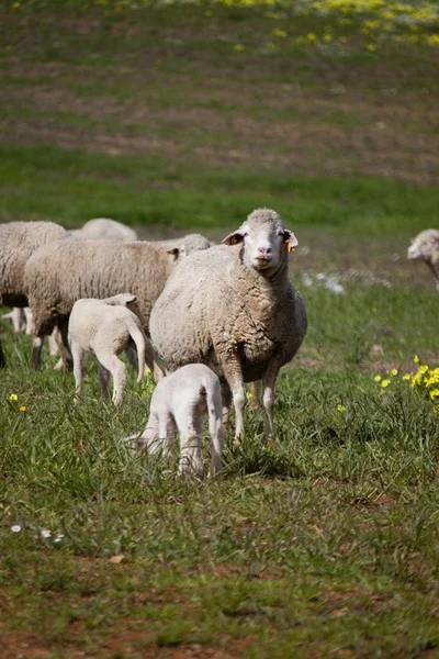 羊群在牧场里 — 图库照片