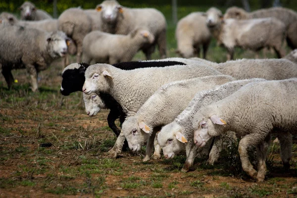 Много овец — стоковое фото