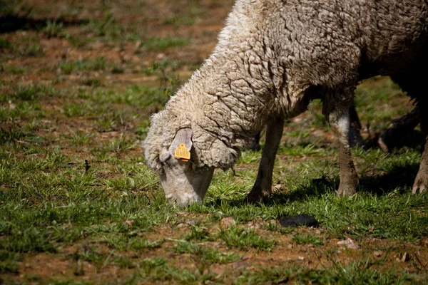 Moutons dans le pâturage — Photo