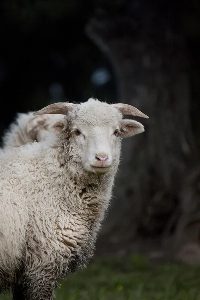 Любопытная овца — стоковое фото