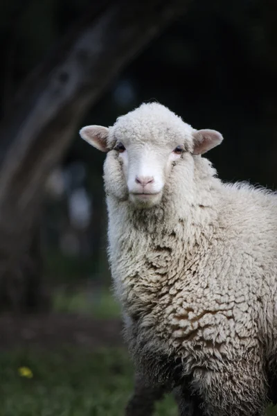 Ciekawi owce — Zdjęcie stockowe