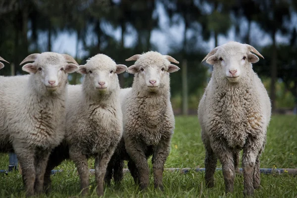 羊群 — 图库照片