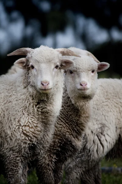 Meraklı koyun — Stok fotoğraf
