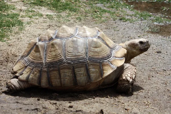 乌龟龟 — 图库照片
