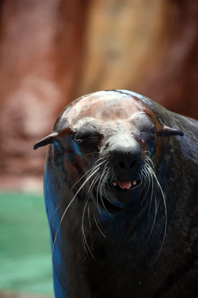 South-African Fur Seal — ストック写真