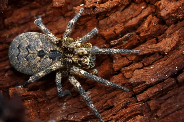 Kurt-örümcek — Stok fotoğraf