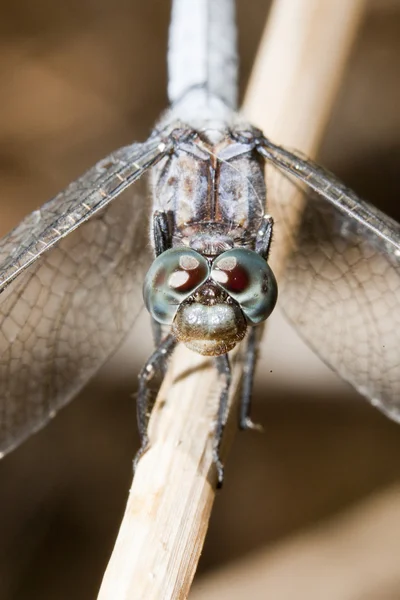 Kielige Skimmer-Libelle — Stockfoto