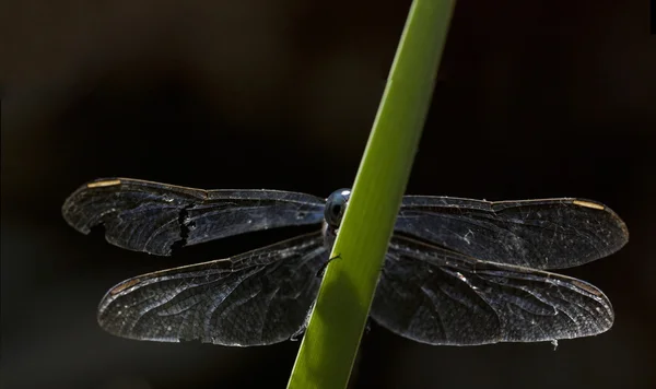 Kielige Skimmer-Libelle — Stockfoto