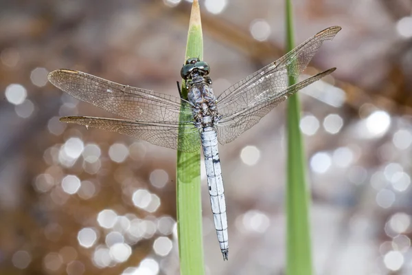 Keeled skimmer dragonfly — Stock Photo, Image