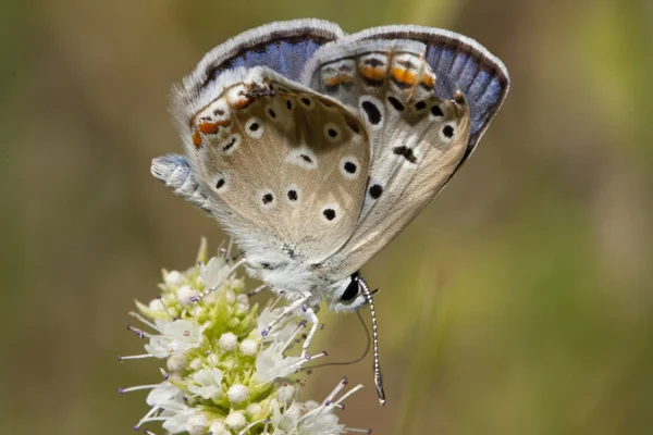 Mariposa azul común — Foto de Stock