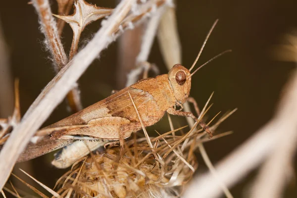 Blue-winged grasshopper — Stock Photo, Image