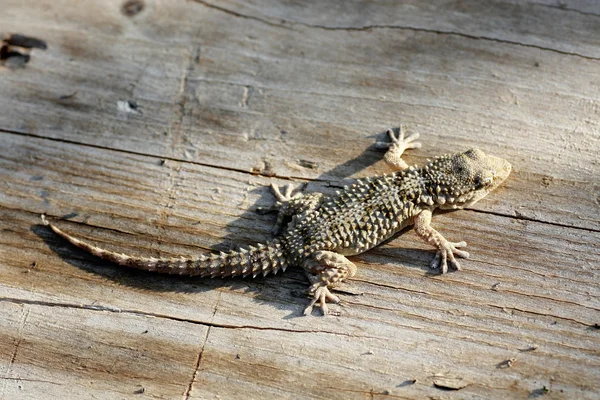 European gecko — Stock Photo, Image