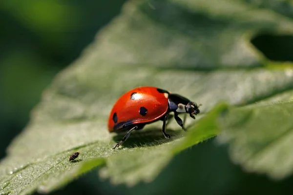 Ladybug on the leaf — Stock Photo, Image