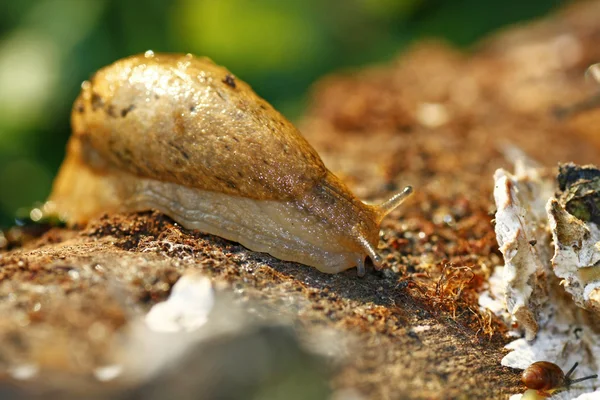 Slug on the log — Stock Photo, Image
