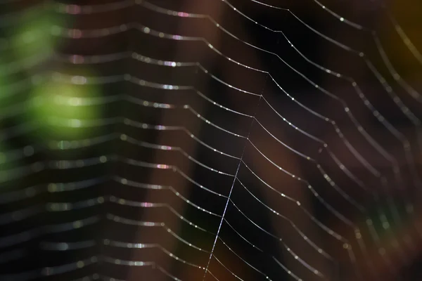 蜘蛛网 — 图库照片