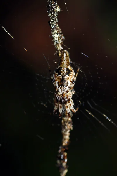 Hidden spider — Stock Photo, Image