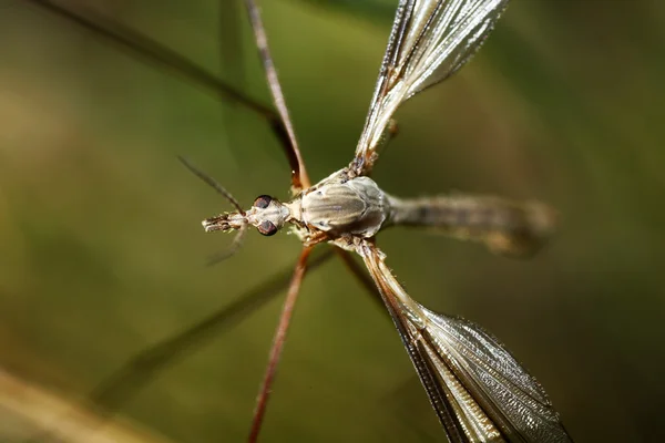 Tipula vernalis — Stok fotoğraf