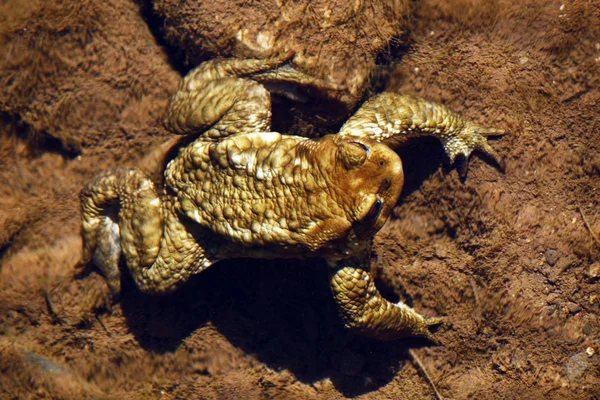 Жаба на дне реки — стоковое фото