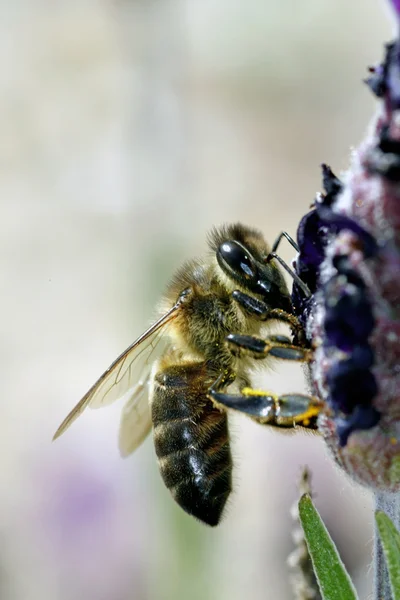 Domestic bee on flower — Stock Photo, Image