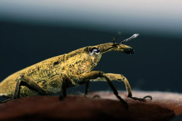 Weevil insect — Stockfoto