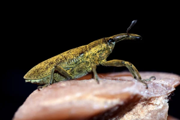 Weevil insect — Stock Photo, Image