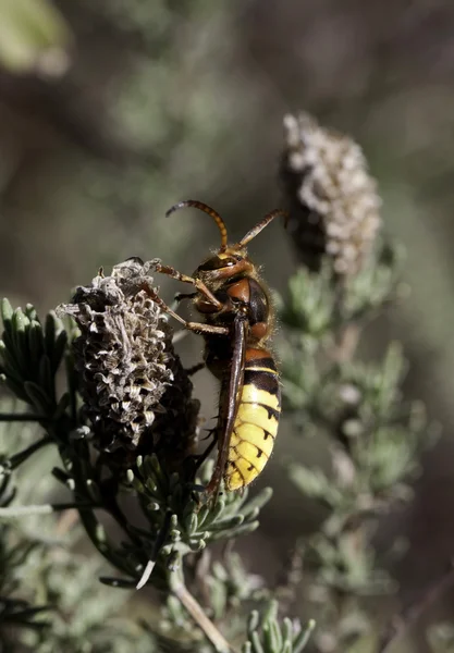 Vespa Crabro