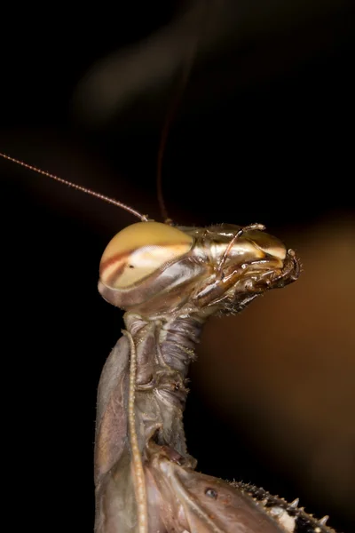螳螂菩提树 — 图库照片