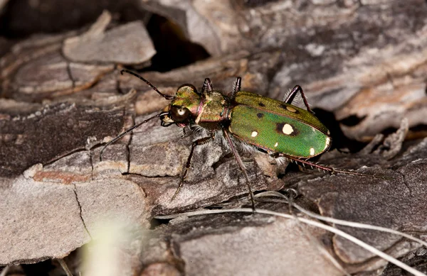 stock image Green tiger beetle