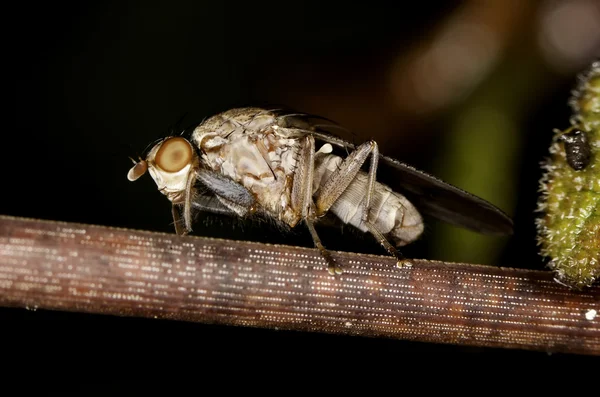 Μύγα heleomyzid — Φωτογραφία Αρχείου