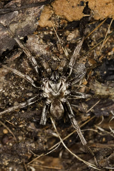 Spindel på naturen — Stockfoto