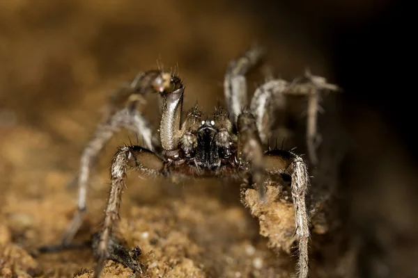 Vahşi örümcek — Stok fotoğraf