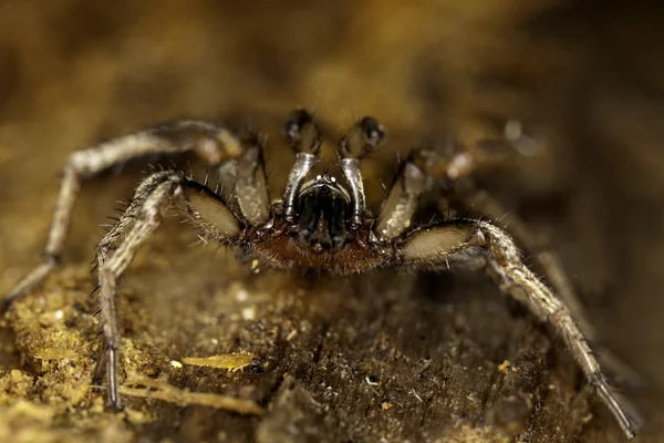 Vahşi örümcek — Stok fotoğraf