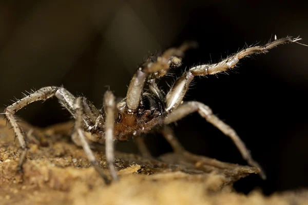 Spider on the wild — Stock Photo, Image