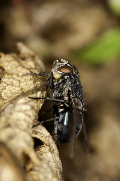 Avrupa sineği — Stok fotoğraf