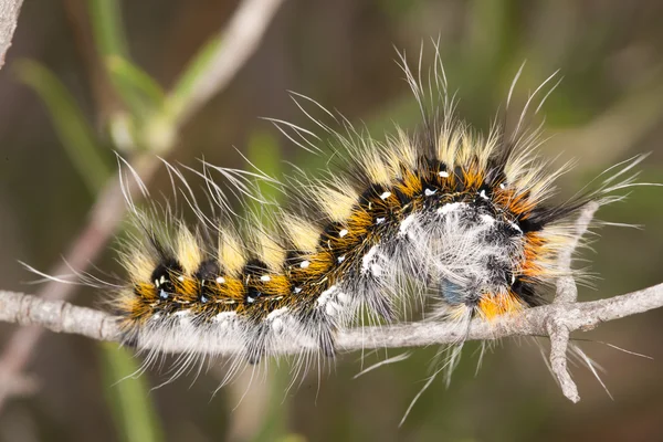Füles moly caterpillar — Stock Fotó