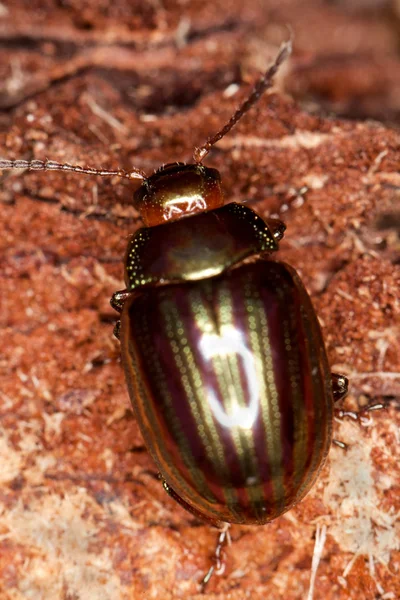 Rosemary Beetle — Stock Photo, Image