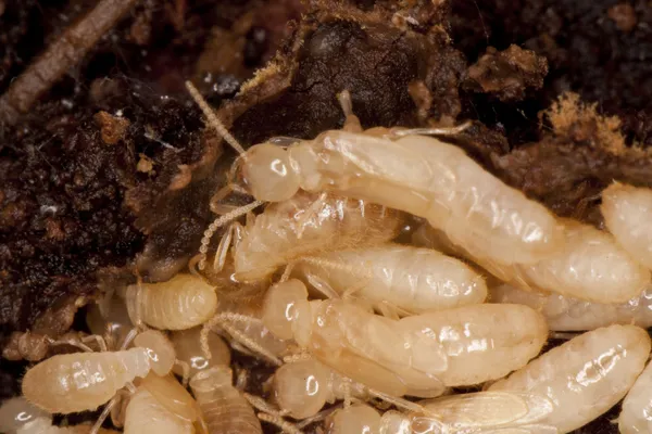 Biały termity — Zdjęcie stockowe