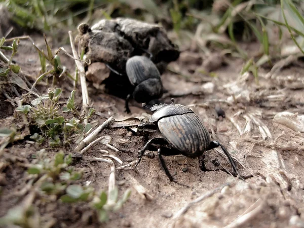 Beetle work — Stock Photo, Image